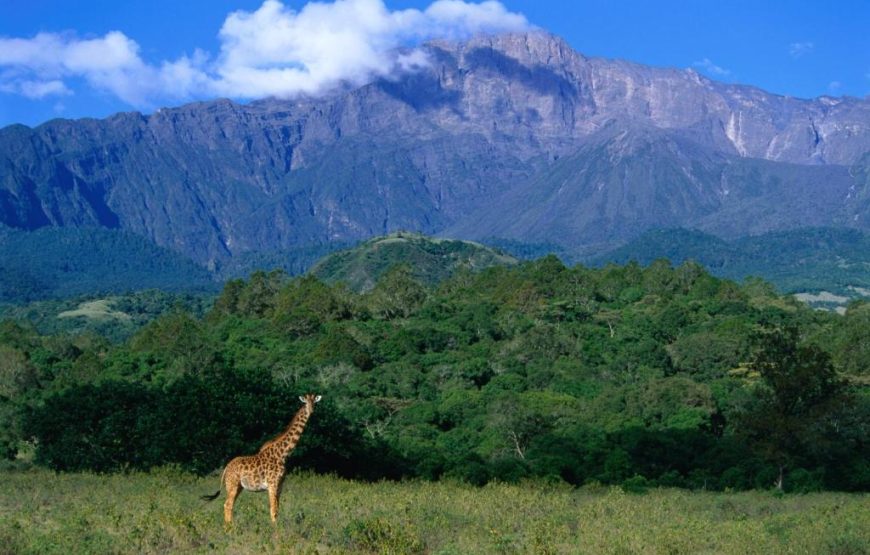 ELEWANA  ARUSHA COFFEE LODGE